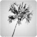 agapanthus dark blue