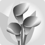 calla black PNT