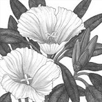 godetia mix