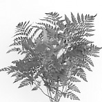 amaranthus