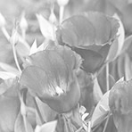 lisianthus lavender