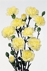 yellow intermezzo*