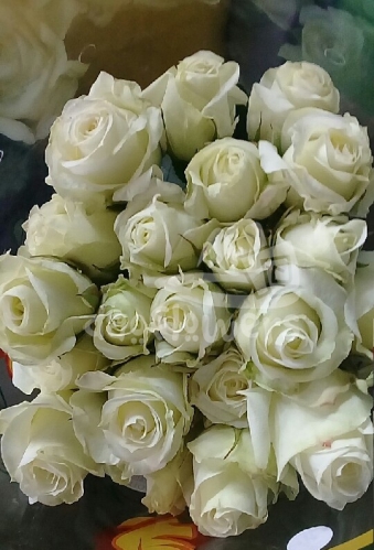 cotton sensation*