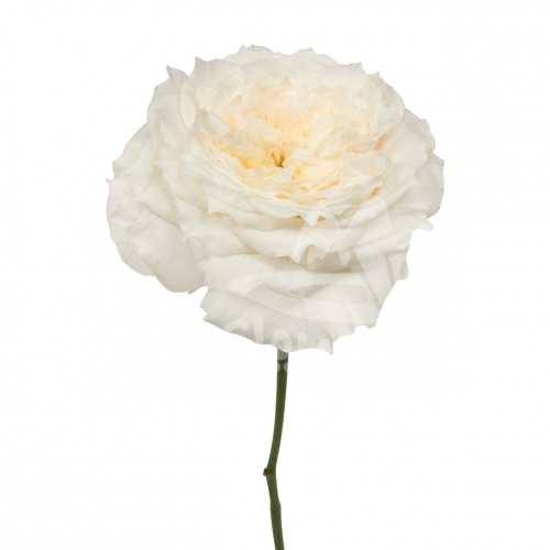 cream fragrance