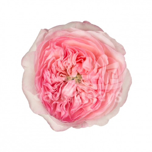 pink fragrance