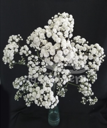 cotton excellence