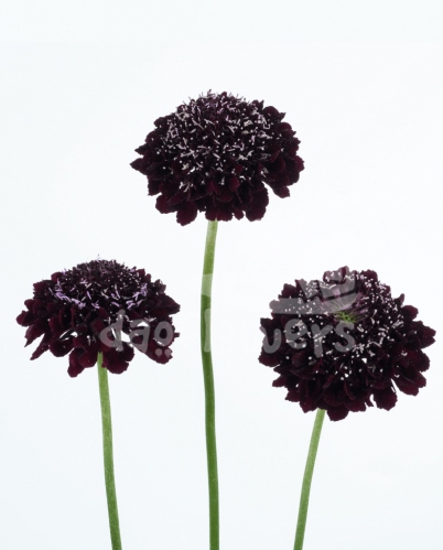 blackberry scoop