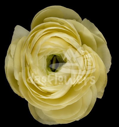 elegance Crema