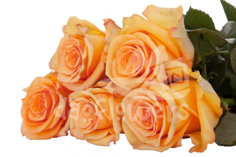 apricot queen
