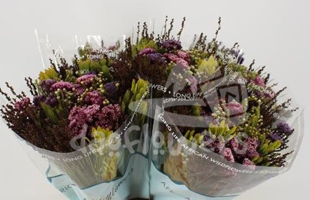 bq autumn purple