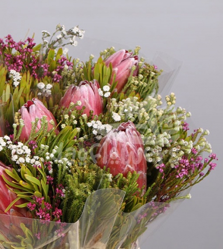 bq hybrid 1 protea