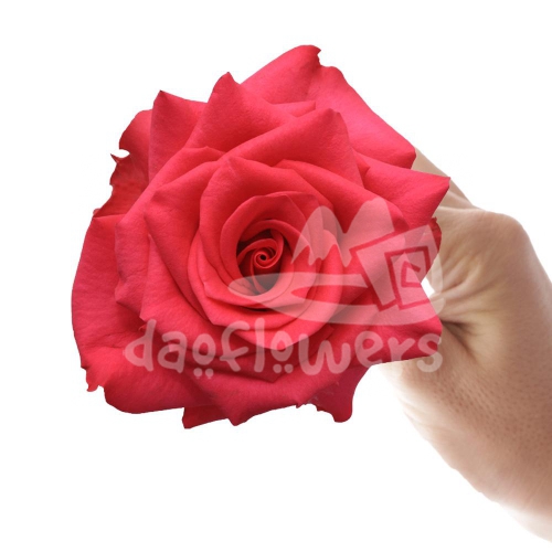vipink