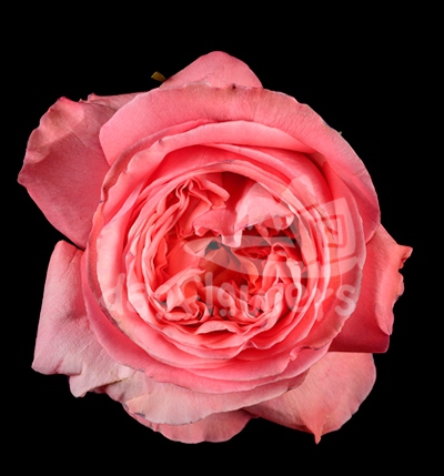 pink x-pression