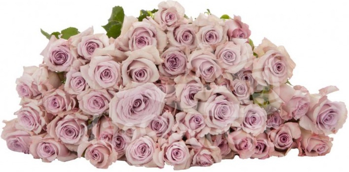 bellalinda lilac*