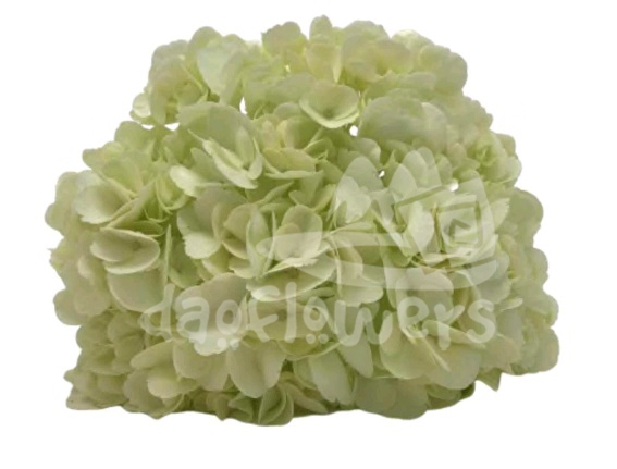 Spectrum Solid Light green