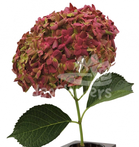 Bicolor Base Esmeralda Hot Pink PNT
