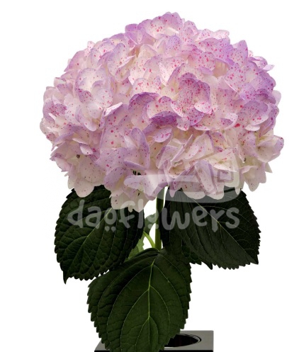 Llavender Salpicado Magenta PNT
