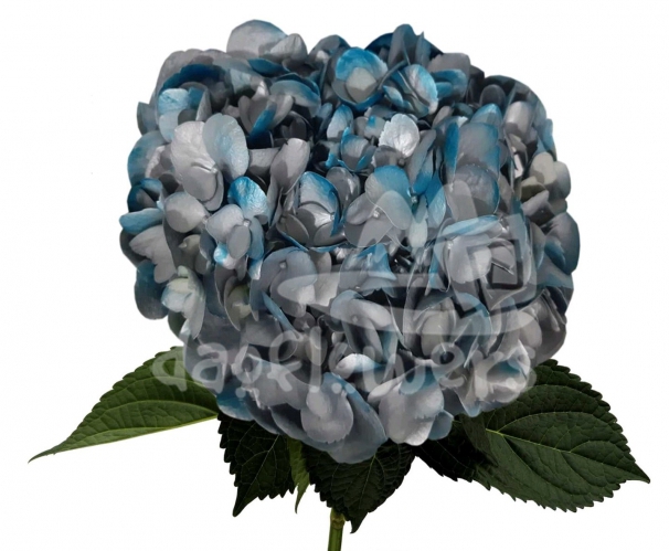 silver blue PNT