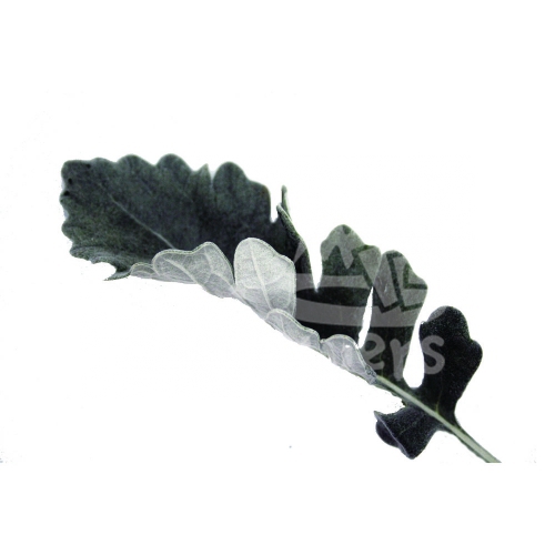 dusty miller