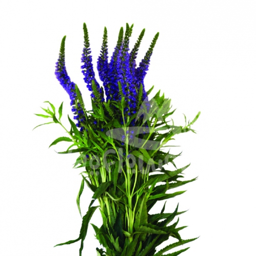 veronica purple
