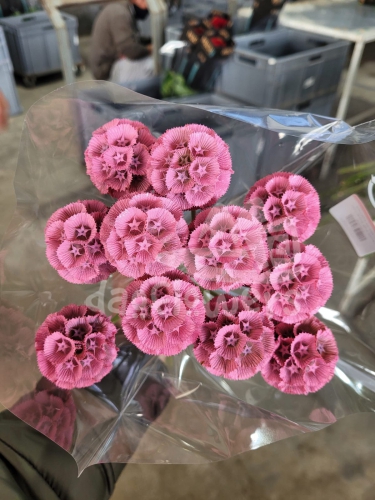 stellata pink PNT