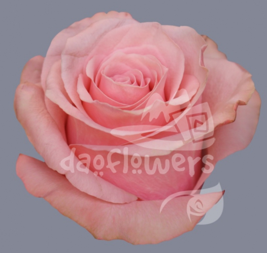 be sweet