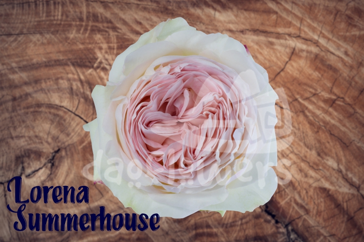 lorena summerhouse