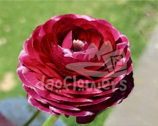 elegance viola