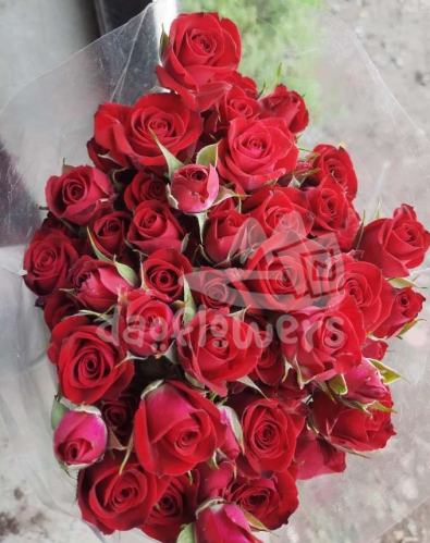 red passione*