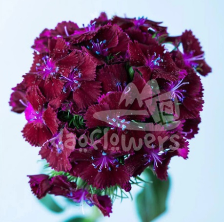 Sweet Purple