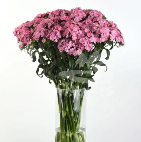 Sweet Pink