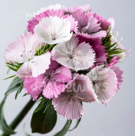 Sweet Pink Magic