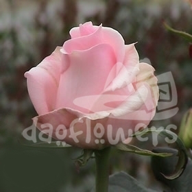 dulcinea