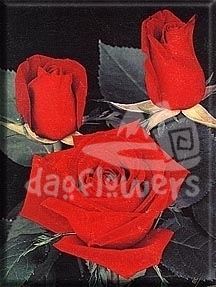 belle rouge
