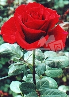 red premium