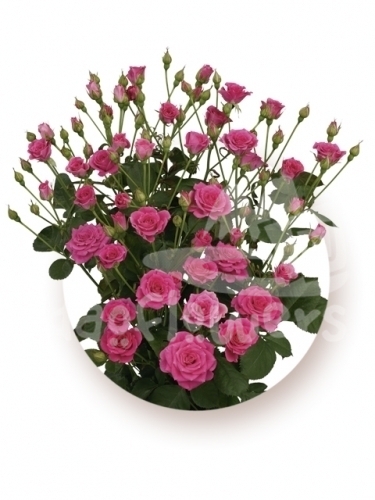 pink sensation*