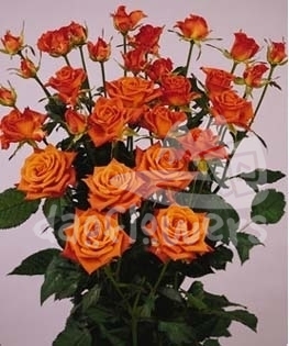 orange fire*