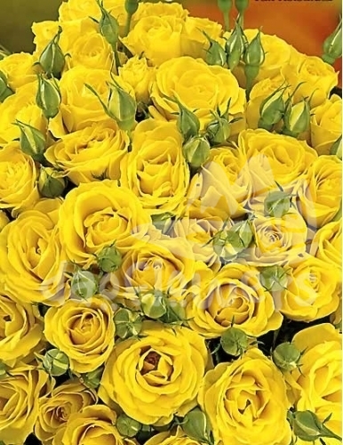 yellow folies*