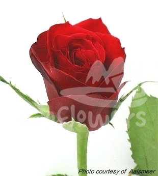 red giant
