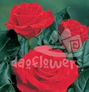 red corvet
