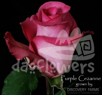 purple cezane