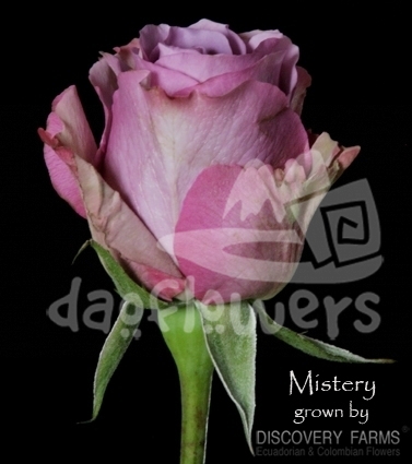 mistery