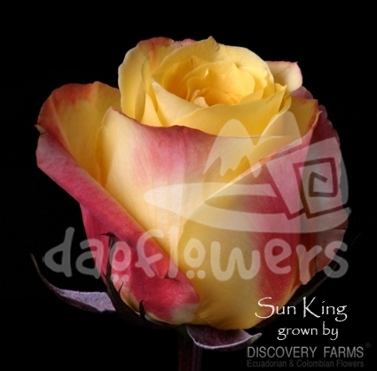 sun king