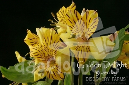 Golden Delight