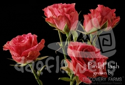 pink flash*