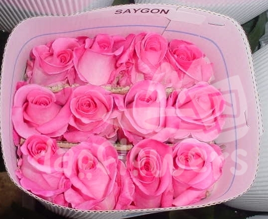 saygon