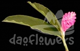 fucsia