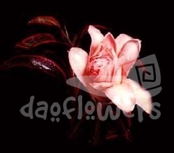 torch pink