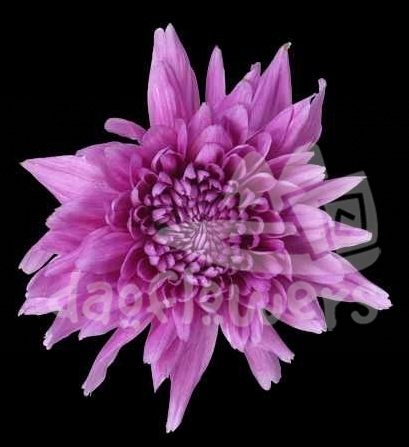 resomee lilac