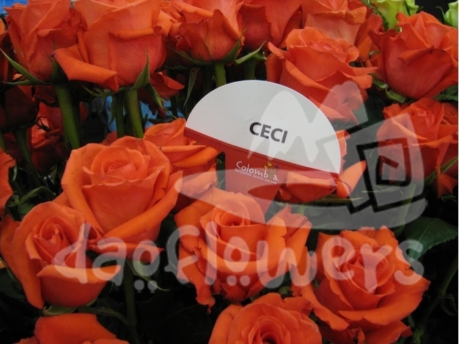 ceci